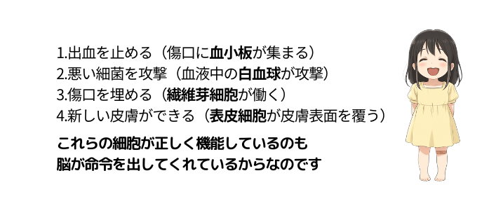 傷が治癒する過程